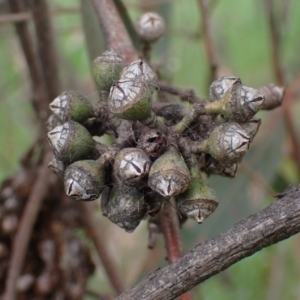 Eucalyptus blakelyi at Godfreys Creek, NSW - 1 Oct 2022