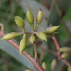 Eucalyptus blakelyi at Godfreys Creek, NSW - 1 Oct 2022