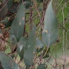 Eucalyptus blakelyi at Godfreys Creek, NSW - 1 Oct 2022