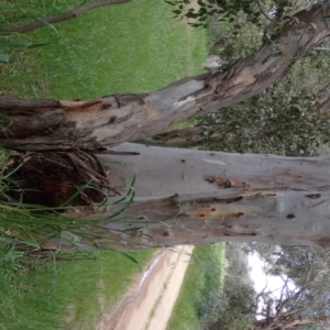 Eucalyptus blakelyi at Godfreys Creek, NSW - 1 Oct 2022