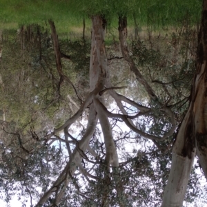 Eucalyptus blakelyi at Godfreys Creek, NSW - 1 Oct 2022