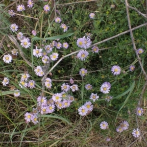 Brachyscome willisii at Mount Collins, NSW - 1 Oct 2022