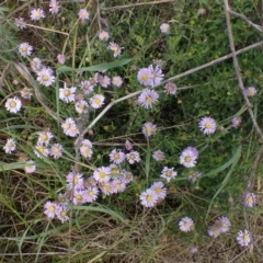 Brachyscome willisii (TBC) at Mount Collins, NSW - 1 Oct 2022 by drakes