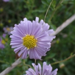 Brachyscome willisii at Mount Collins, NSW - 1 Oct 2022