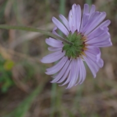 Brachyscome willisii at Mount Collins, NSW - 1 Oct 2022