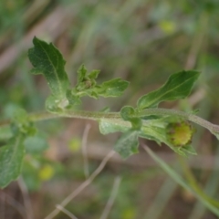 Brachyscome willisii at Mount Collins, NSW - 1 Oct 2022 03:16 PM