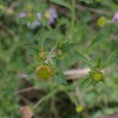 Brachyscome willisii at Mount Collins, NSW - 1 Oct 2022