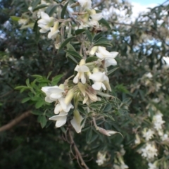 Chamaecytisus palmensis (Tagasaste, Tree Lucerne) at Mount Collins, NSW - 1 Oct 2022 by drakes