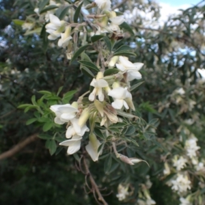 Chamaecytisus palmensis at Mount Collins, NSW - 1 Oct 2022
