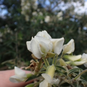 Chamaecytisus palmensis at Mount Collins, NSW - 1 Oct 2022