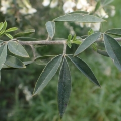 Chamaecytisus palmensis at Mount Collins, NSW - 1 Oct 2022