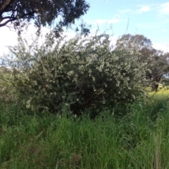 Chamaecytisus palmensis at Mount Collins, NSW - 1 Oct 2022