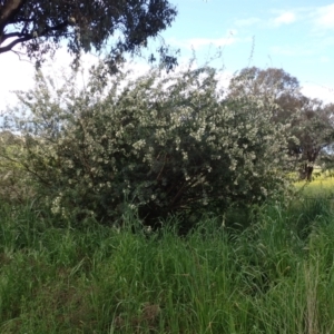 Chamaecytisus palmensis at Mount Collins, NSW - 1 Oct 2022