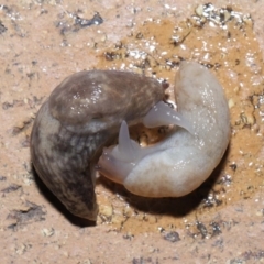 Deroceras reticulatum (Grey Field Slug) at Evatt, ACT - 2 Oct 2022 by TimL
