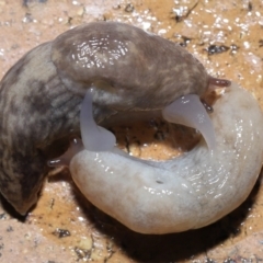 Deroceras reticulatum at Evatt, ACT - 3 Oct 2022