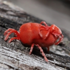 Trombidiidae (family) (Red velvet mite) at Acton, ACT - 2 Oct 2022 by TimL