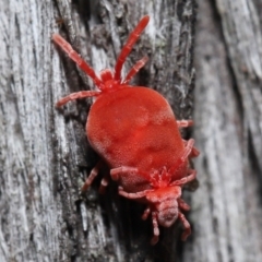 Trombidiidae (family) at Acton, ACT - 2 Oct 2022