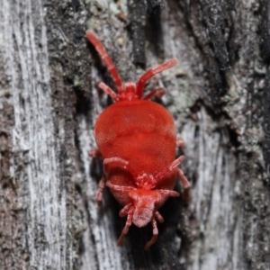 Trombidiidae (family) at Acton, ACT - 2 Oct 2022