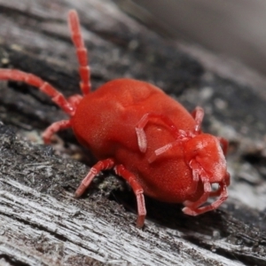 Trombidiidae (family) at Acton, ACT - 2 Oct 2022