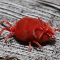 Trombidiidae (family) at Acton, ACT - 2 Oct 2022