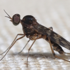 Sylvicola dubius (Wood-gnat) at Evatt, ACT - 2 Oct 2022 by TimL