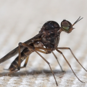 Sylvicola dubius at Evatt, ACT - 3 Oct 2022 07:29 AM