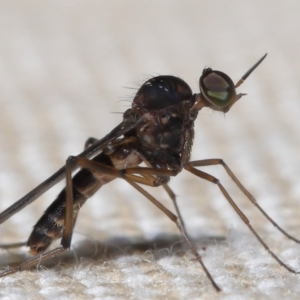 Sylvicola dubius at Evatt, ACT - 3 Oct 2022 07:29 AM