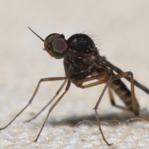 Sylvicola dubius at Evatt, ACT - 3 Oct 2022 07:29 AM