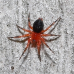 Nicodamidae (family) (Red and Black Spider) at Acton, ACT - 31 May 2022 by TimL