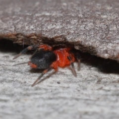 Nicodamidae (family) at Acton, ACT - 31 May 2022