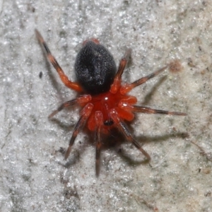 Nicodamidae (family) at Acton, ACT - 31 May 2022