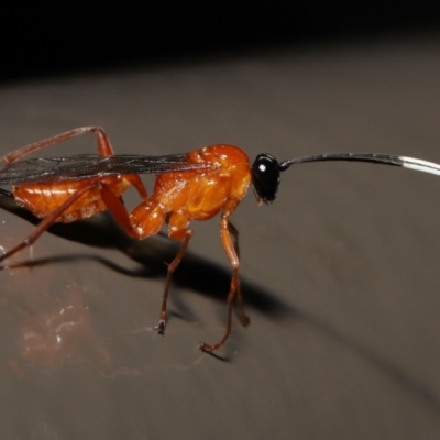 Stiromesostenus sp. (genus) (An ichneumon wasp) at ANBG - 1 Oct 2022 by TimL