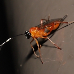 Stiromesostenus sp. (genus) at Acton, ACT - 2 Oct 2022