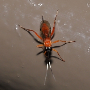 Stiromesostenus sp. (genus) at Acton, ACT - 2 Oct 2022