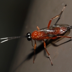 Stiromesostenus sp. (genus) at Acton, ACT - 2 Oct 2022