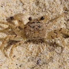 Unidentified Crab at Narrawallee, NSW - 28 Aug 2022 by trevorpreston