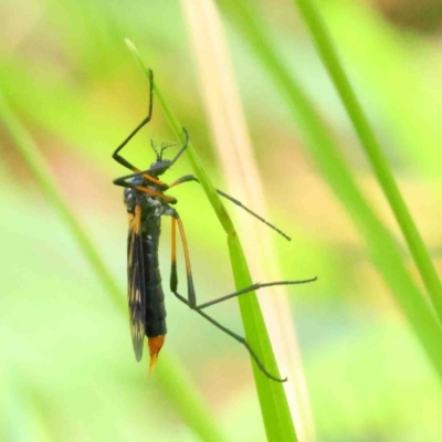 Gynoplistia (Gynoplistia) bella (A crane fly) at Dryandra St Woodland - 2 Oct 2022 by ConBoekel