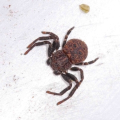 Cymbacha ocellata (Crab spider) at Dryandra St Woodland - 2 Oct 2022 by ConBoekel
