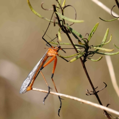 Harpobittacus australis (Hangingfly) at Dryandra St Woodland - 2 Oct 2022 by ConBoekel