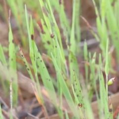 Briza maxima (Quaking Grass, Blowfly Grass) at Dryandra St Woodland - 2 Oct 2022 by ConBoekel