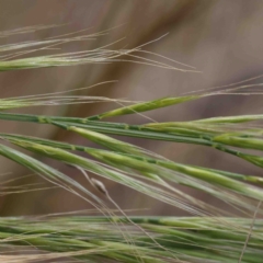 Vulpia (genus) (A Squirreltail Fescue) at O'Connor, ACT - 2 Oct 2022 by ConBoekel