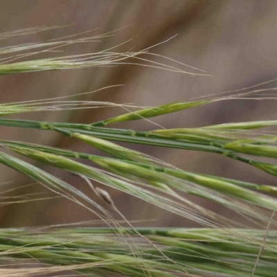 Vulpia (genus) (A Squirreltail Fescue) at O'Connor, ACT - 2 Oct 2022 by ConBoekel