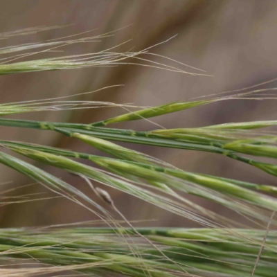 Vulpia sp. (A Squirreltail Fescue) at Dryandra St Woodland - 2 Oct 2022 by ConBoekel