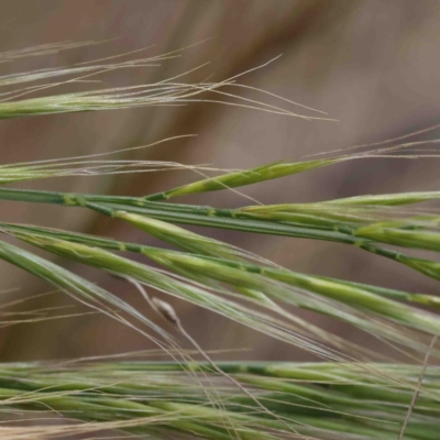 Vulpia sp. (A Squirreltail Fescue) at O'Connor, ACT - 2 Oct 2022 by ConBoekel