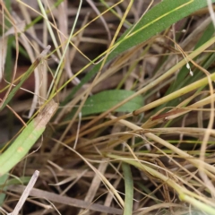 Vulpia sp. at O'Connor, ACT - 2 Oct 2022