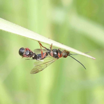 Thynninae (subfamily) (Smooth flower wasp) at O'Connor, ACT - 2 Oct 2022 by ConBoekel