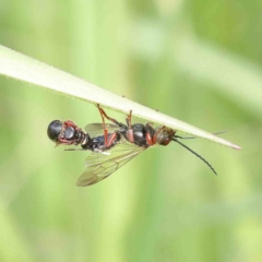Thynninae (subfamily) (Smooth flower wasp) at Dryandra St Woodland - 2 Oct 2022 by ConBoekel