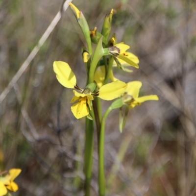 Diuris sp. (hybrid) (Hybrid Donkey Orchid) at Mount Majura - 3 Oct 2022 by petersan