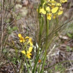 Diuris sp. (hybrid) at Watson, ACT - 3 Oct 2022