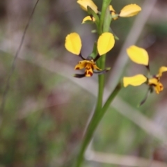 Diuris pardina (Leopard Doubletail) at Mount Majura - 29 Sep 2022 by petersan